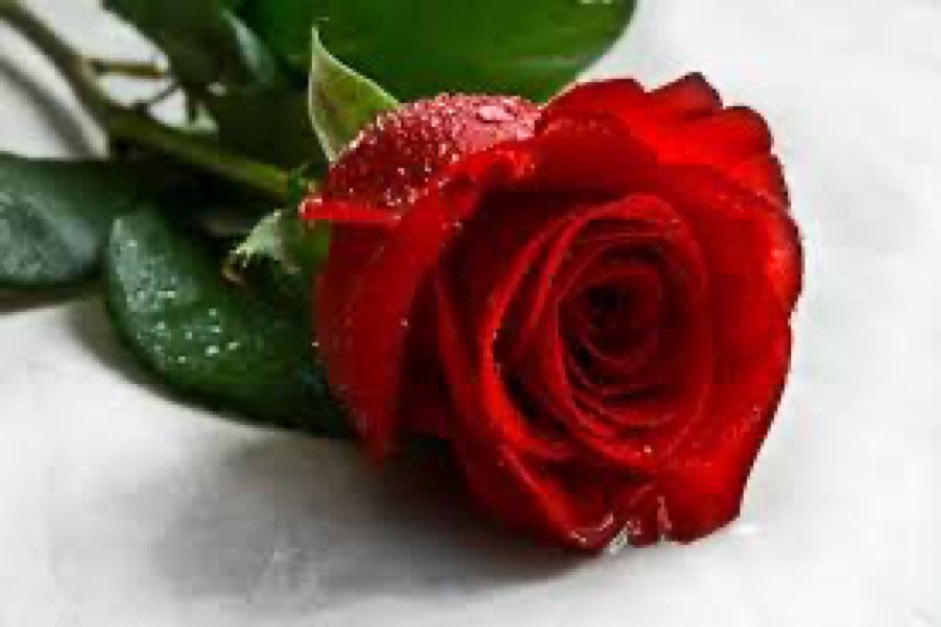 🕊️❤️🕊️

يامن وجودك في حسابي ضروره 
لولا وجودك في حسابي حذفته 

اشوف روحي فيك في كل صوره 
وليتك تشوف اللي انا فيك شفته…🕊️
،