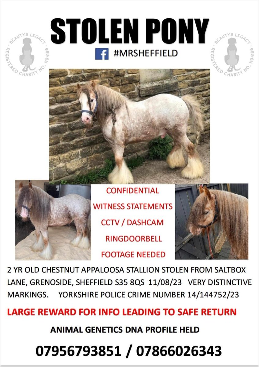 PDRescue's tweet image. Another beautiful pony stolen. #MrSheffield has been missing for a month. Please join his facebook group for info/updates:

facebook.com/groups/7771286…

#horsechat #ponychat #equinechat @beautys_legacy  @horseandhoof @SAMPAuk_ @PetTheftUK @MissingPetsGB @HunnyJax @The_Animal_Team