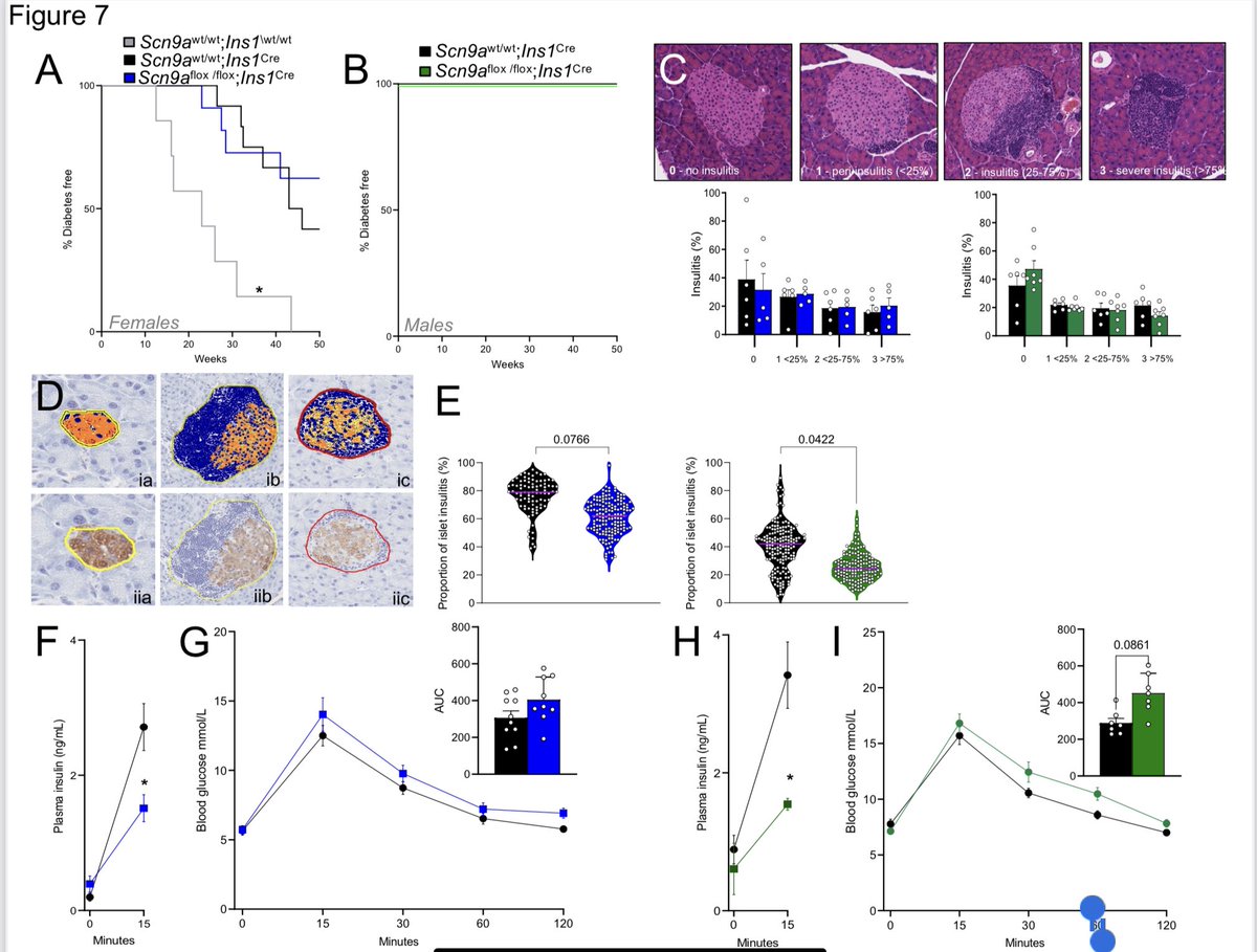 Data from mouse and human #islets using pharmacology and #genetics implicates Scn9a as a novel drug target to preserve β-cells in type 1 #diabetes #T1D @JimJohnsonSci @bcellorg @ biorxiv.org/content/10.110…