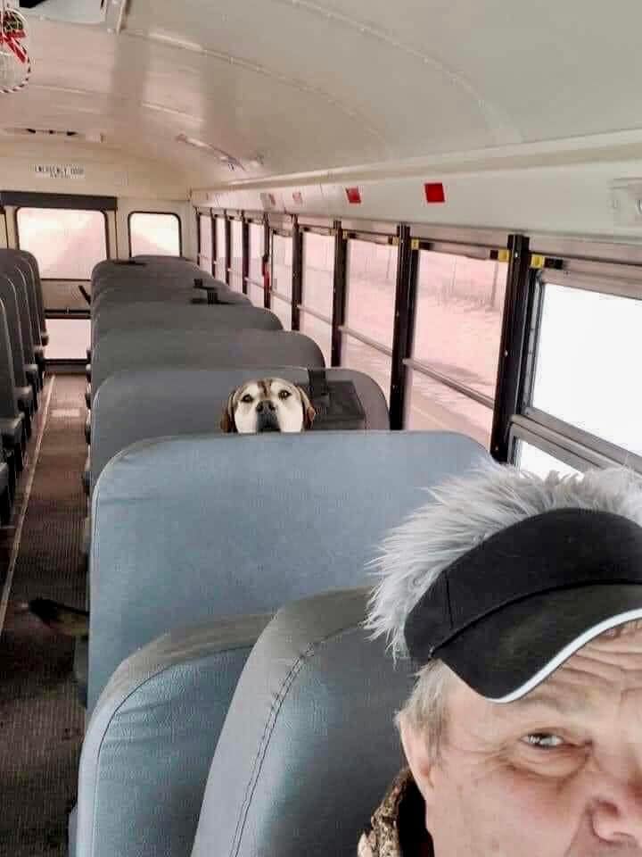 Tweets of Dogs tweet media