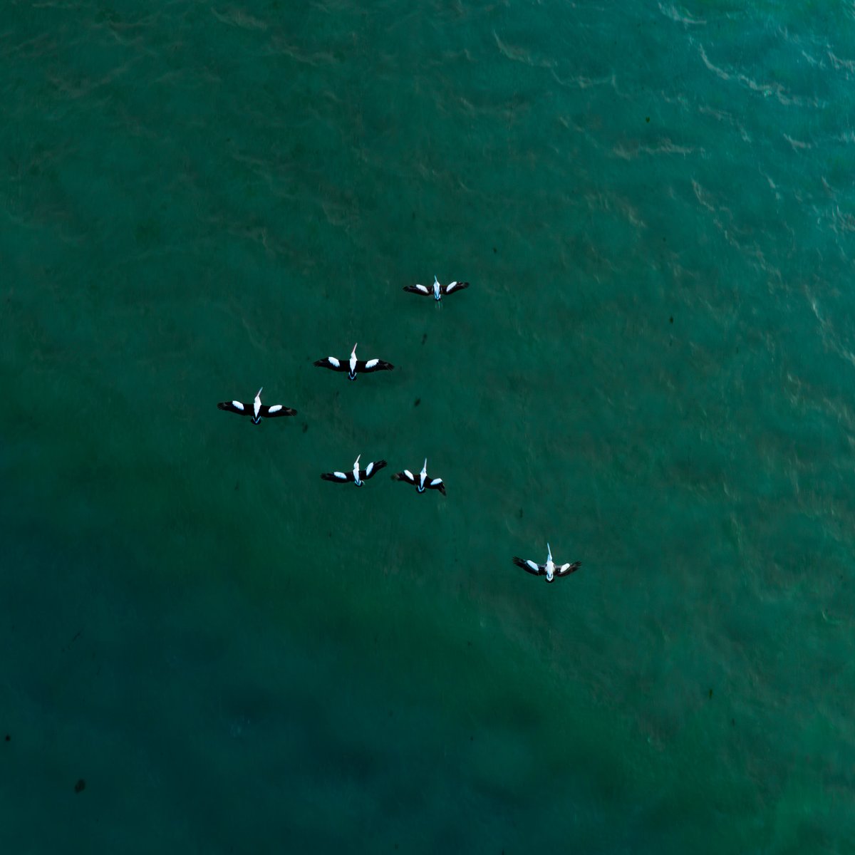 Pelicans in flight

#Pelicans #DeebanSpit #SutherlandShire #Maianbar #DharawalCountry #Sydney #Australia #NSW #VisitNSW #ilovesydney #beachvibes #naturepic #roamfree #beautifulview #onthebeach #waterview #blues #shorelines #vista #beachplease #sydneyaustralia #landscapelove