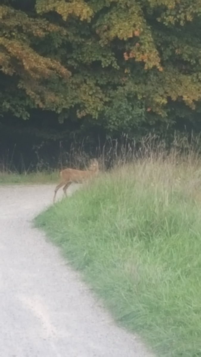 Martin Meyer tweet media