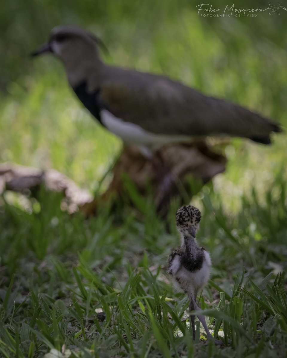 Fabermosquera's tweet photo. Si me le vuelo a mi mamá que pasará ? Alcaravan
Vanellus chilensis
Southern Lapwing
Charadriidae.
#bird_brilliance
#bestbirdshots
#nuts_about_wildlife
#animalelite
#your_best_birds
#birds_captures
#best_birding_japan
#total_birds
#explore_wildlife
#ip_birds https://t.co/tYvutPgLE4