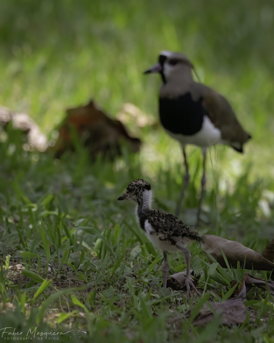 Fabermosquera's tweet photo. Si me le vuelo a mi mamá que pasará ? Alcaravan
Vanellus chilensis
Southern Lapwing
Charadriidae.
#bird_brilliance
#bestbirdshots
#nuts_about_wildlife
#animalelite
#your_best_birds
#birds_captures
#best_birding_japan
#total_birds
#explore_wildlife
#ip_birds https://t.co/tYvutPgLE4