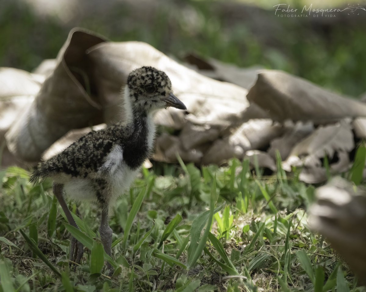 Fabermosquera's tweet photo. Si me le vuelo a mi mamá que pasará ? Alcaravan
Vanellus chilensis
Southern Lapwing
Charadriidae.
#bird_brilliance
#bestbirdshots
#nuts_about_wildlife
#animalelite
#your_best_birds
#birds_captures
#best_birding_japan
#total_birds
#explore_wildlife
#ip_birds https://t.co/tYvutPgLE4