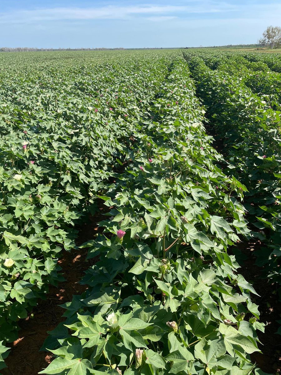TOP JOB FOR TOP FARM AGRONOMIST
Cross Pacific Investments Pty Ltd own 500,000ha at Katherine NT. Searching for a dryland farming agronomist ASAP. 
Person will be well qualified and experienced in northern Australian environments. 
Contact david@dwsagricon.com