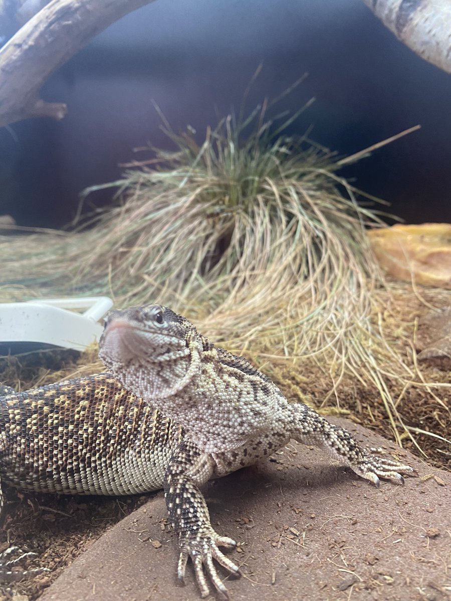 ilikethingies's tweet photo. My Ackie Monitor Beef - I like him https://t.co/5Wi5PcH5GQ