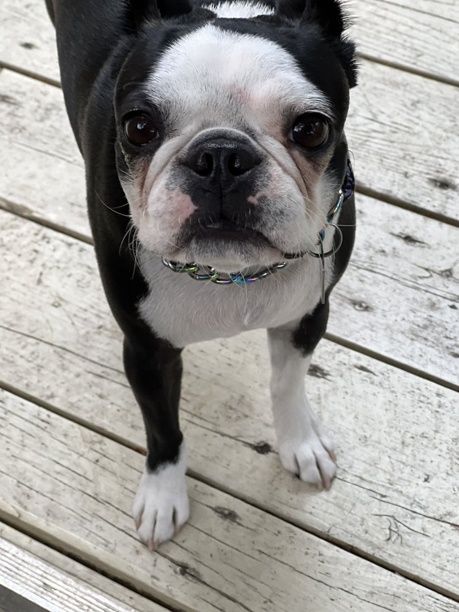 Mrs. Patsula is excited to return to school!!!  Learn names, make connections and facilitate FRIENDSHIPS in <a href="/Glendale_PE/">Glendale Physical Education</a> is the plan of the week.  Locomotion, social interaction + fitness is great for this.

My puppy and I practiced these moves from home. #PhysicalActivity