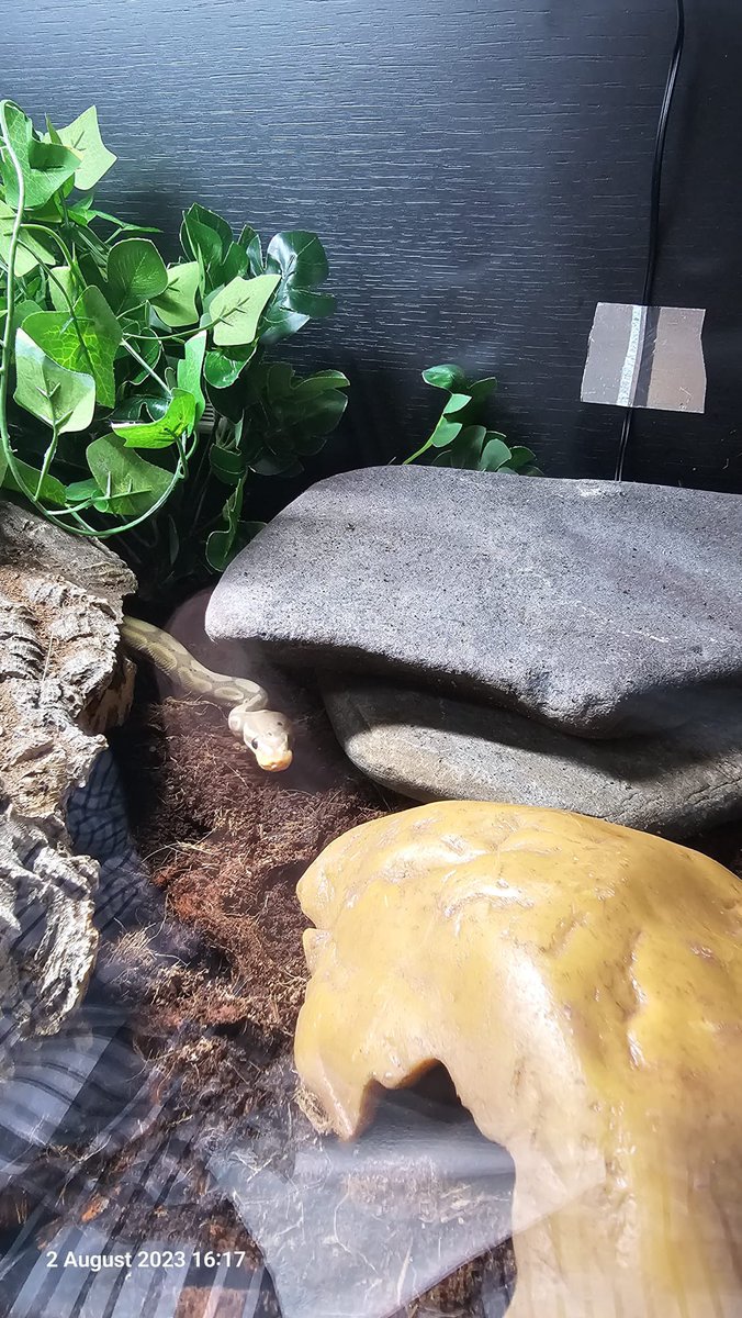 ilikethingies's tweet photo. My Banana Ball Python Chip - I like him https://t.co/6BVsIH1ztO