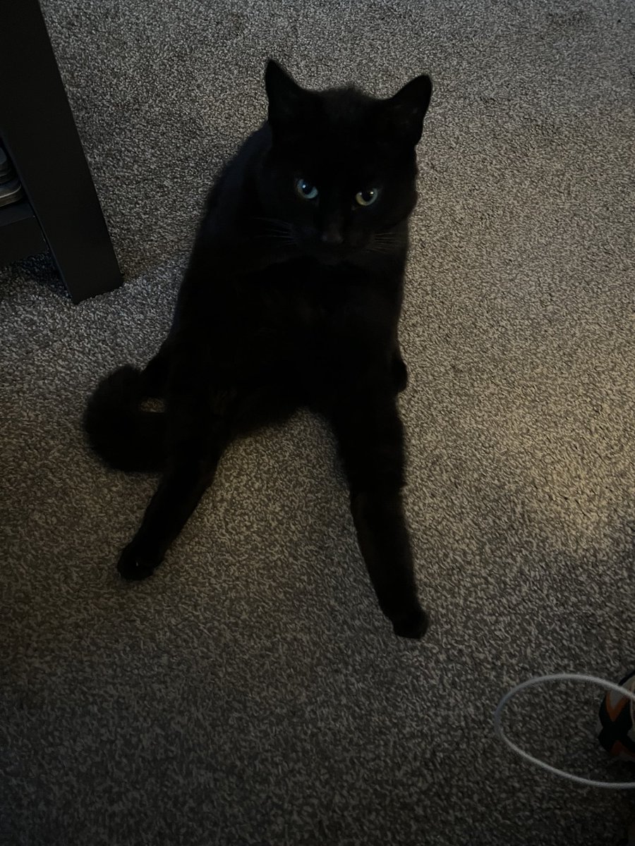 ilikethingies's tweet photo. My Cat Bubbles - I like him https://t.co/cnkj0plXLl
