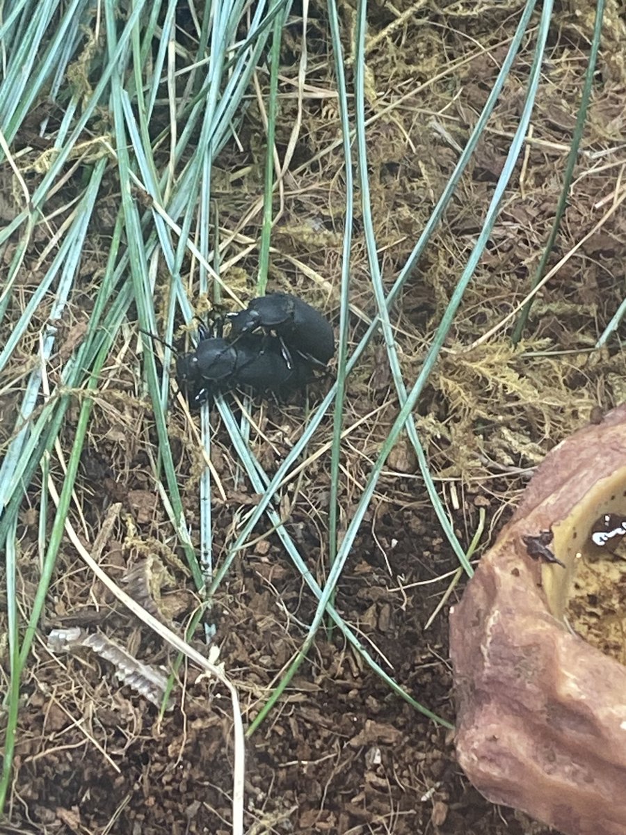 ilikethingies's tweet photo. Morio Beetle Sex - I don’t like them https://t.co/xX5mh20w8I
