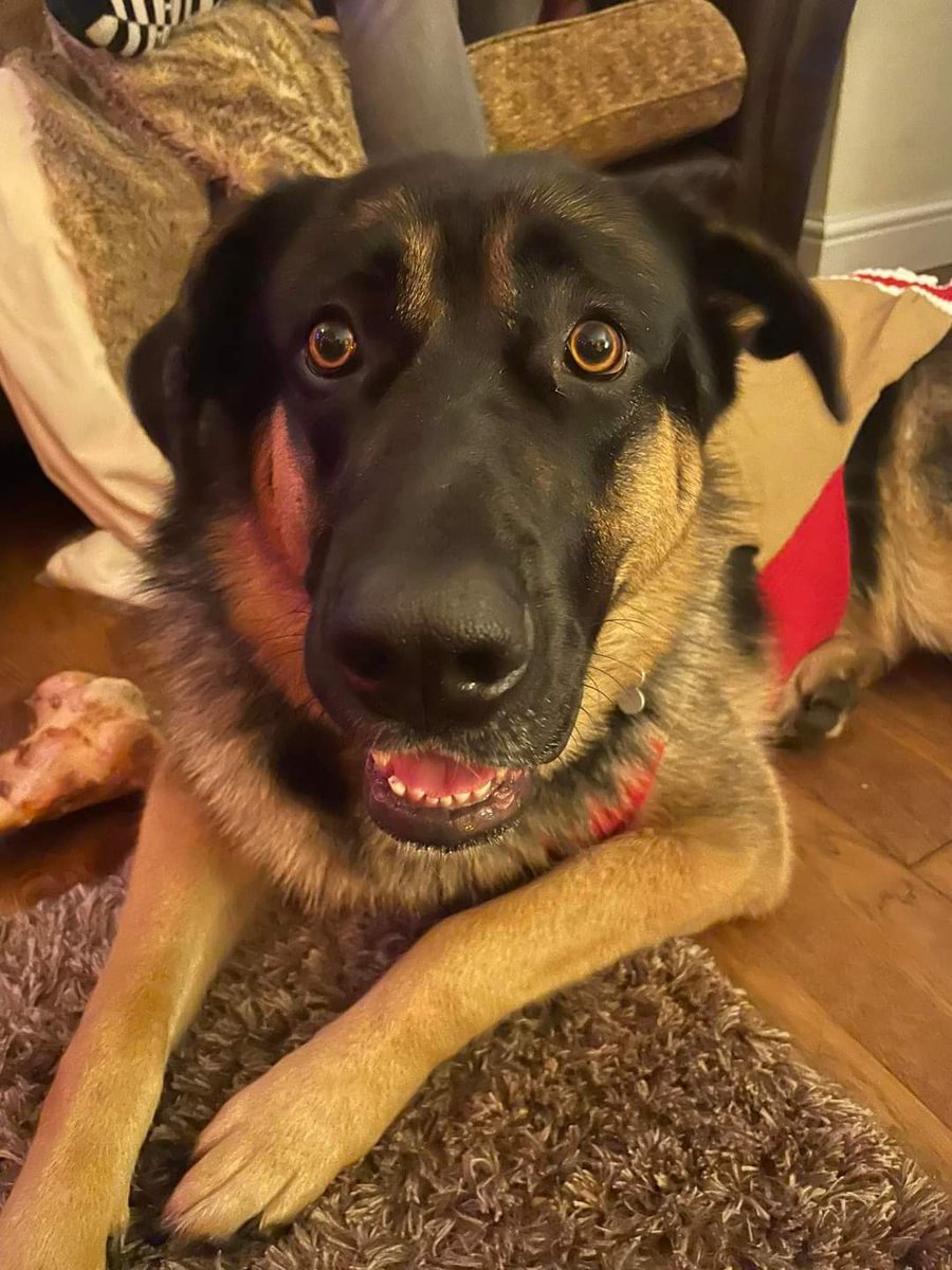 MissingPetsGB's tweet photo. 🐕 POPPY (alsatian x newfoundland) escaped from her garden at 5.15 pm 9 September 2023 in Cockshutt #Ellesmere #SY12 &amp; no sightings since. She is chipped, spayed &amp; was wearing a collar. Please share and contact via the number below if seen🙏 
https://t.co/q77f3keAci https://t.co/HrVUP8Nstx