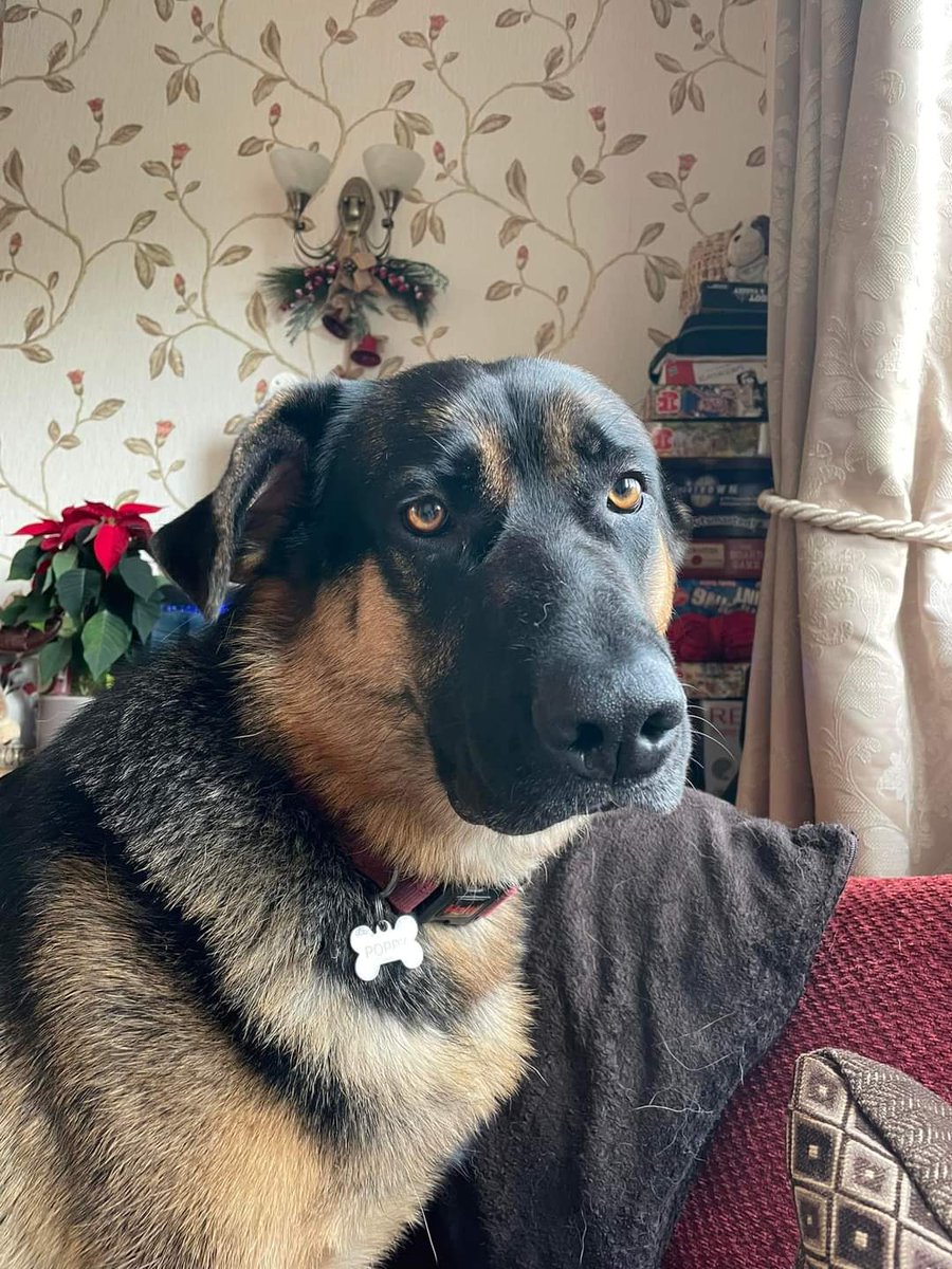 MissingPetsGB's tweet photo. 🐕 POPPY (alsatian x newfoundland) escaped from her garden at 5.15 pm 9 September 2023 in Cockshutt #Ellesmere #SY12 &amp; no sightings since. She is chipped, spayed &amp; was wearing a collar. Please share and contact via the number below if seen🙏 
https://t.co/q77f3keAci https://t.co/HrVUP8Nstx