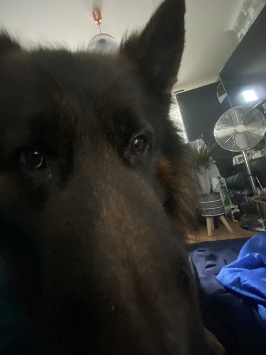 ilikethingies's tweet photo. My Friend’s German Shepherd - I like him https://t.co/d8XOgp6fyE