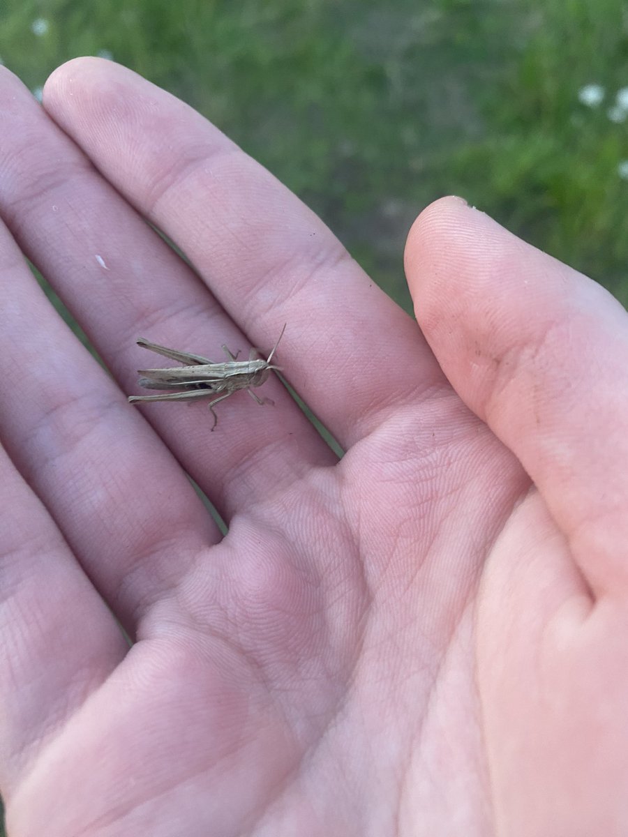 ilikethingies's tweet photo. Grasshopper I Found - I liked him https://t.co/QaaK0nhKIH