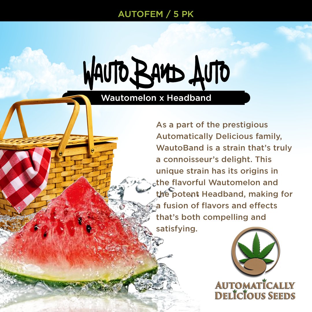 AutoDelish's tweet image. You get a sweet, fruity delight that’s reminiscent of a summer picnic with distinctive cerebral effects: bit.ly/auto-delish-se…

#Cannabis #CannabisCommunity #cannabislife #420community #420friendly #420Life #cannabisgrowers #seedsherenow #Bitcoin #Crypto #autodelish