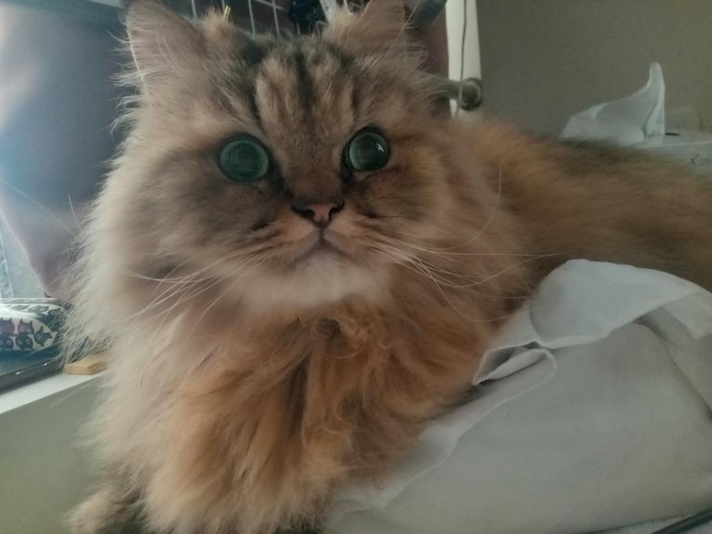 寝起きスッキリチャロ😼
おはようございます