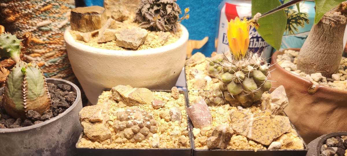 少し前に咲いたヒポガエアリザードスキンの花粉を、フミリスにチョメチョメ！