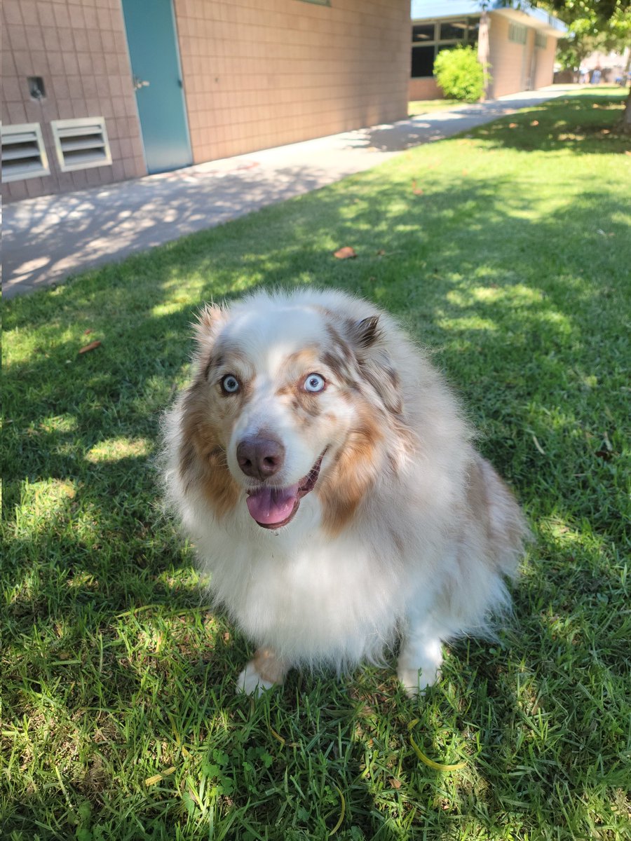 RIP Hermes 9/10/2023... You were a wonderful dog and a wonderful family member. We will truly miss you but will never forget about you. Always on our hearts. Will miss seeing you wiggle your butt when happy and excited. You had a wonderful smile #goodbyes #dogheaven #greatlife