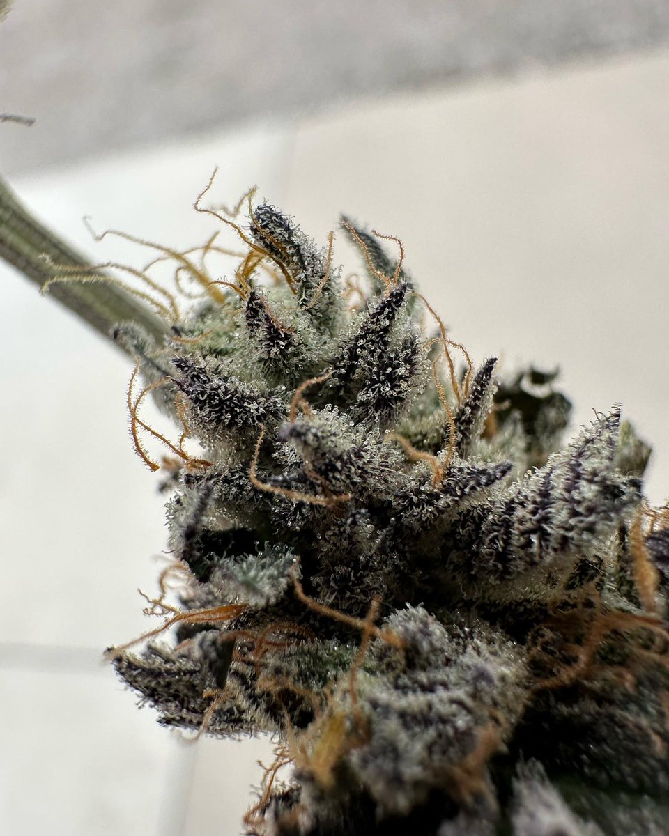 Disco Sh*t 🔥
#CannabisCommunity #cannabisculture