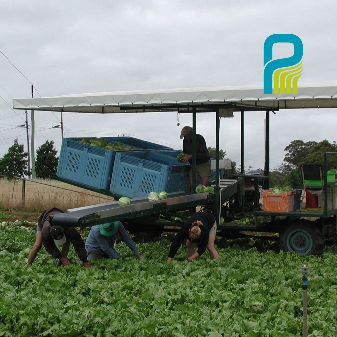 🌱 Explore Horticulture's Future with Planfarm! 🚀

🌿💼 Leading Western Australia's horticulture, partnering with VegetablesWA and DPIRD.

Join us for unmatched support, innovation, and growth.

#PlanfarmHorticulture #HorticultureLeader