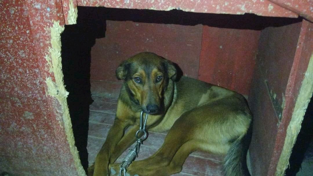 MatuNogueira's tweet photo. Urgente esta perrita necesita un hogar la señora que la tiene no la quiere si no se da la abandona o la eutanasia
 Donde está la tienen atada y con un patio muy chico, se da con otros animales y niños, vacunada y castrada . Toledo  Contacto 095221631.- Gracias https://t.co/cpY1QZKPId