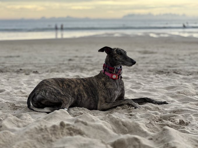 My gurls 🤎🤍 https://t.co/u5f18N16DI<a href="/tag/cowboybebop"class="tags"><span>#cowboybebop</span></a>