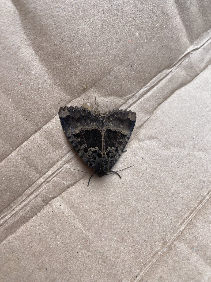ilikethingies's tweet photo. Moth I found - I liked him https://t.co/tnMcZ1UemM