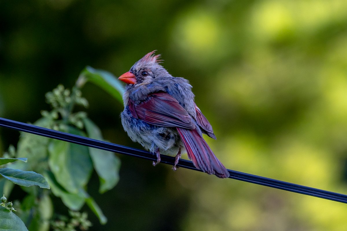 Here's the Cardinal Mom keeping an eye out for her baby #birds #birding #mombirds #moms #nature #wildlife #cardinal #northerncardinal #ontariobirds #ontario
