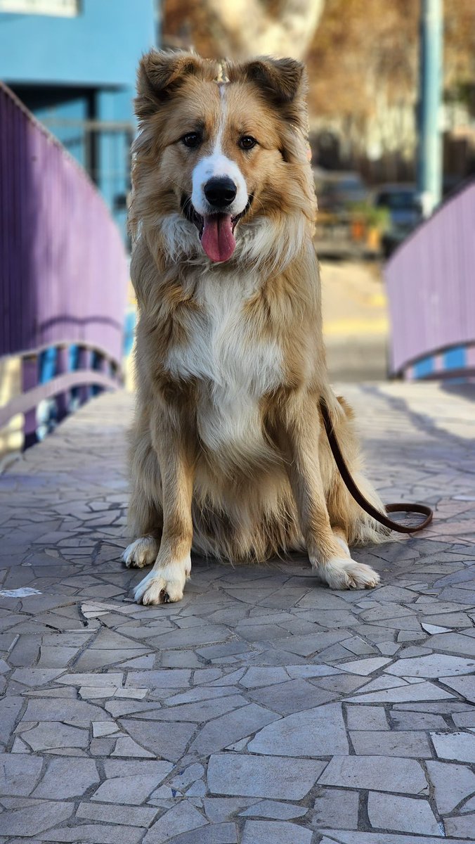 Gente ayúdenme a disfundir se perdió en la ciclovía, es un border collie dorado! Responde al nombre de SOX!