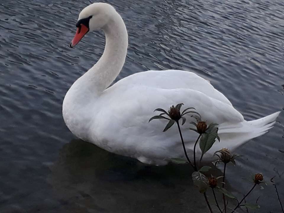 ilikethingies's tweet photo. Mute Swan in Switzerland I found - I liked him https://t.co/89AHA687fC