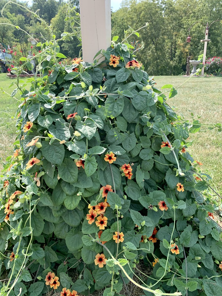AngelaSuttner's tweet photo. This was my first year growing this beautiful plant.. however I don’t remember what it was called, anybody know? All I know is it grows really fast and is a stunning orange color! Love it! #flowers #plants #gardeninghelps #grief #beautiful #NotReadyForFall https://t.co/pWHZ9U1w1t