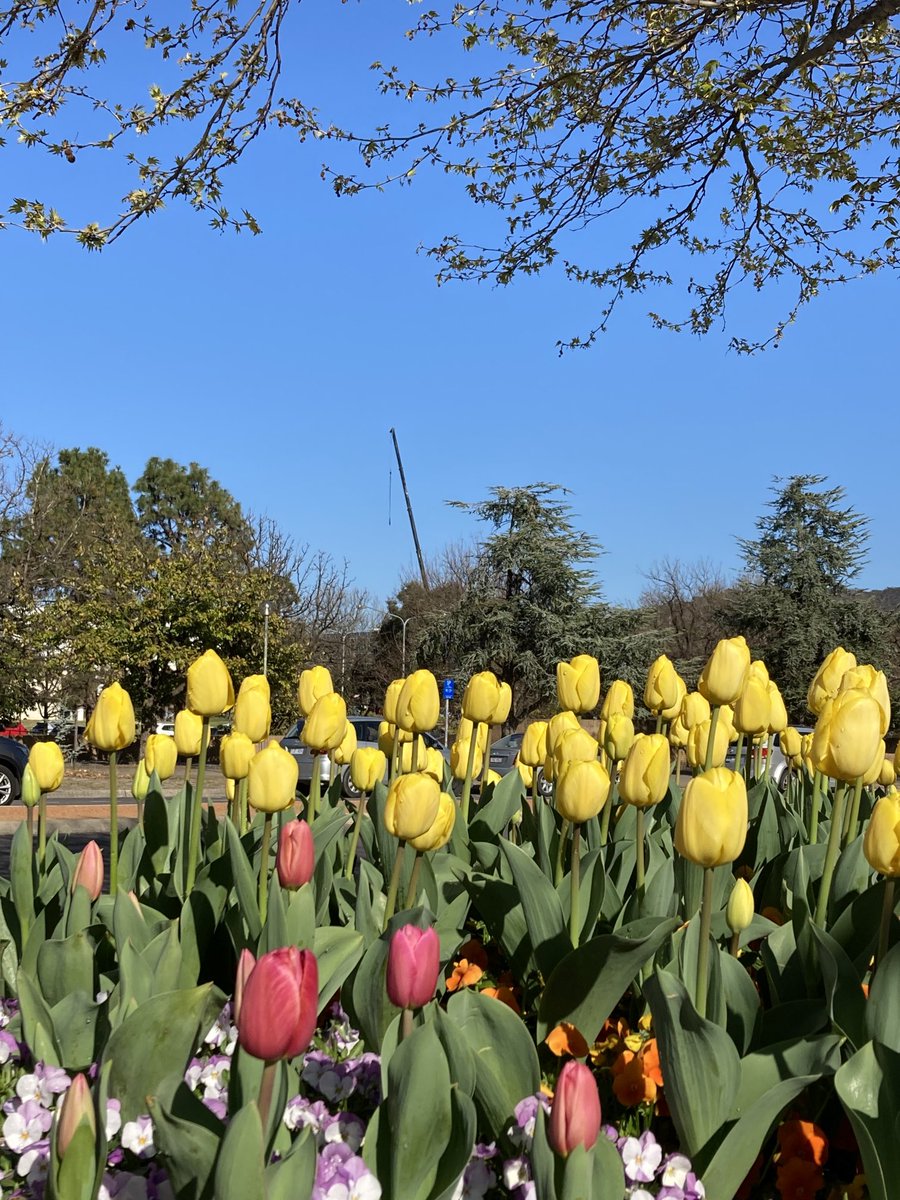 Beautiful day in Canberra to kick off the Australian Social Policy Conference. Looking forward to discussing policy approaches to food insecurity. #ASPC2023