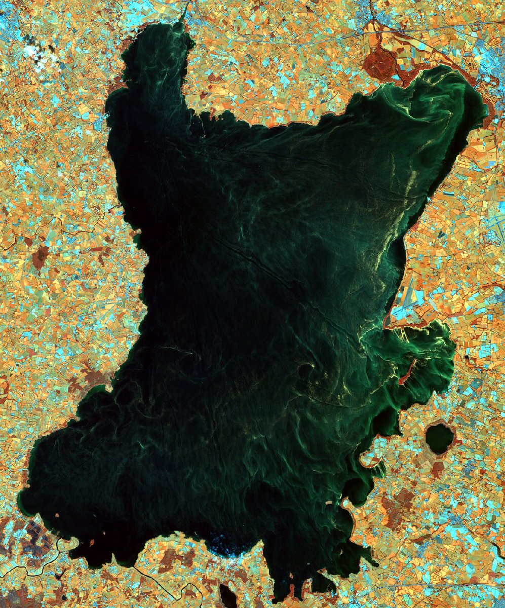 You can see the algae blooms in more detail if you look at a near-infrared composite image of the lough. The image was taken on the 4th of September.