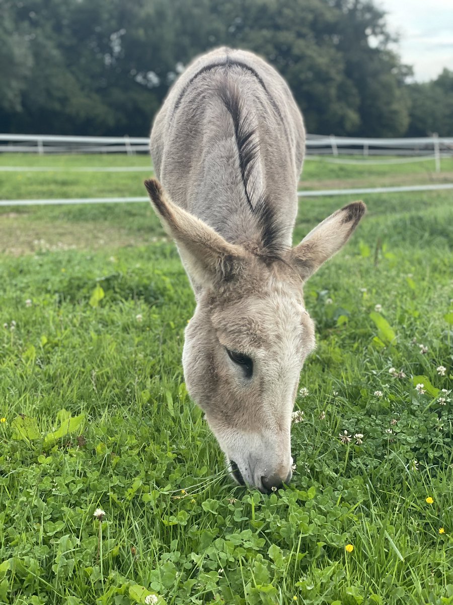 benjp_98's tweet photo. Everything crossed for a full recovery and her gorgeous coat to regrow in time for the wet season where other complications become a risk. (5/6) https://t.co/Ab3P1ewALh