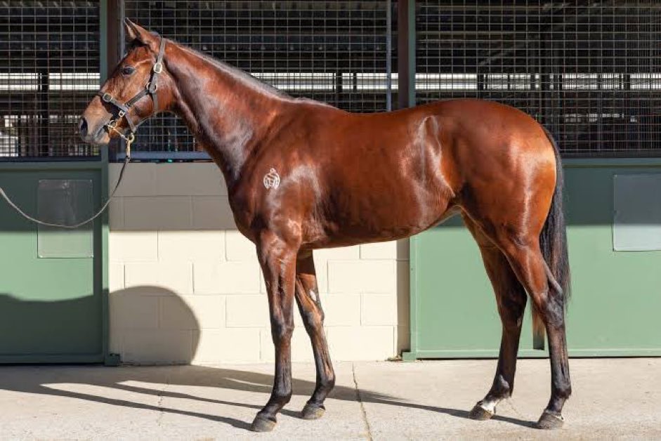 Oatlands73's tweet photo. The excitement of have a horse step out in public for the first time is always brilliant. A nice trial this morning from Washik at Hawkesbury, an athletic type under the expert care of @jasattardracing and guided by the best in the business @RachelK11 https://t.co/ACGSNTg1gf