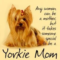 Yorkshire Terrier lovers club (@yorkshire__club) on Twitter photo 