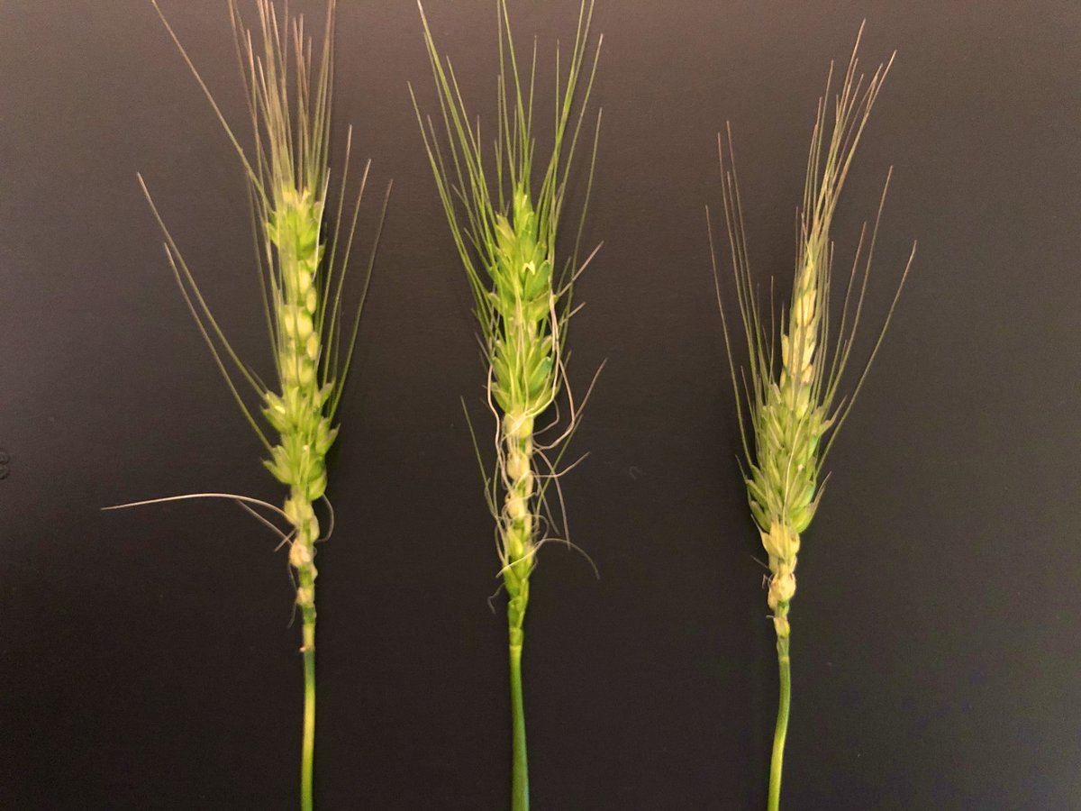 These resources may be helpful when looking for frost damage…
Key to monitor now and revisit in 7-10 days and NOT to panic! 
Frost damage presents very differently depending on crop status and not always dependent on temp!
🌾: m.youtube.com/watch?v=YeOlZN… 
🌼: m.youtube.com/watch?v=6urule…