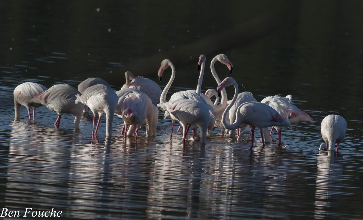 Greater Flamingo, Sedgefield, Western Cape. birdwatcher.co.za
#birdwatcher
#birding