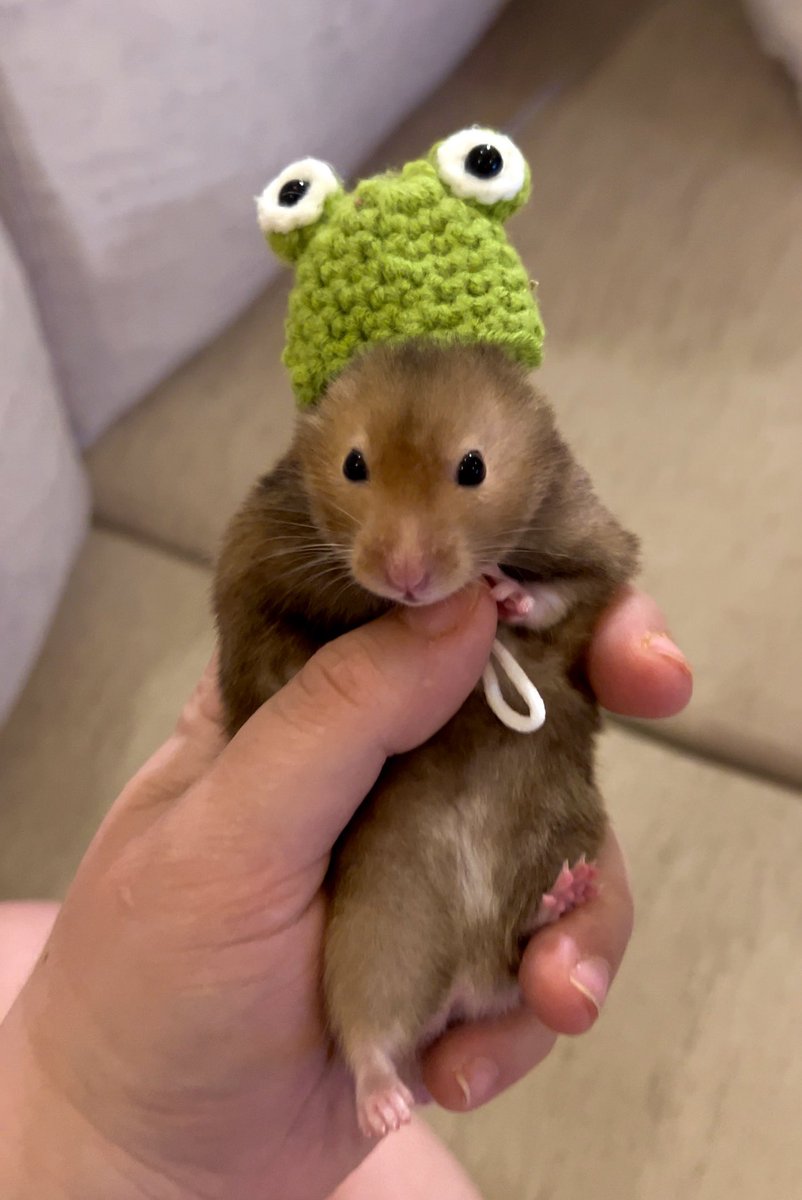 allergictoguac's tweet photo. rebranded reece to pepe 

1 $tip = 1 support for his new identity 

@tipcoineth https://t.co/1j3lwhhRe5