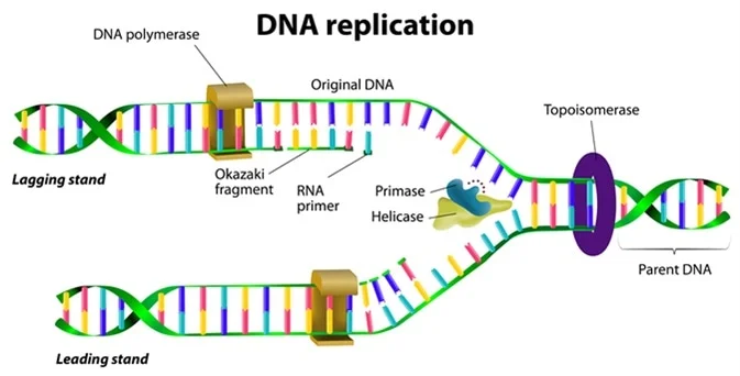 AAGMBJ's tweet photo. Just marveling at the incredible process of DNA synthesis! 🧬🔬 The way our cells meticulously copy and replicate our genetic code is mind-blowing. It's the essence of life itself! 🌟💫 #DNASynthesis #ScienceWonder #Genetics https://t.co/TKQN5AVLFJ