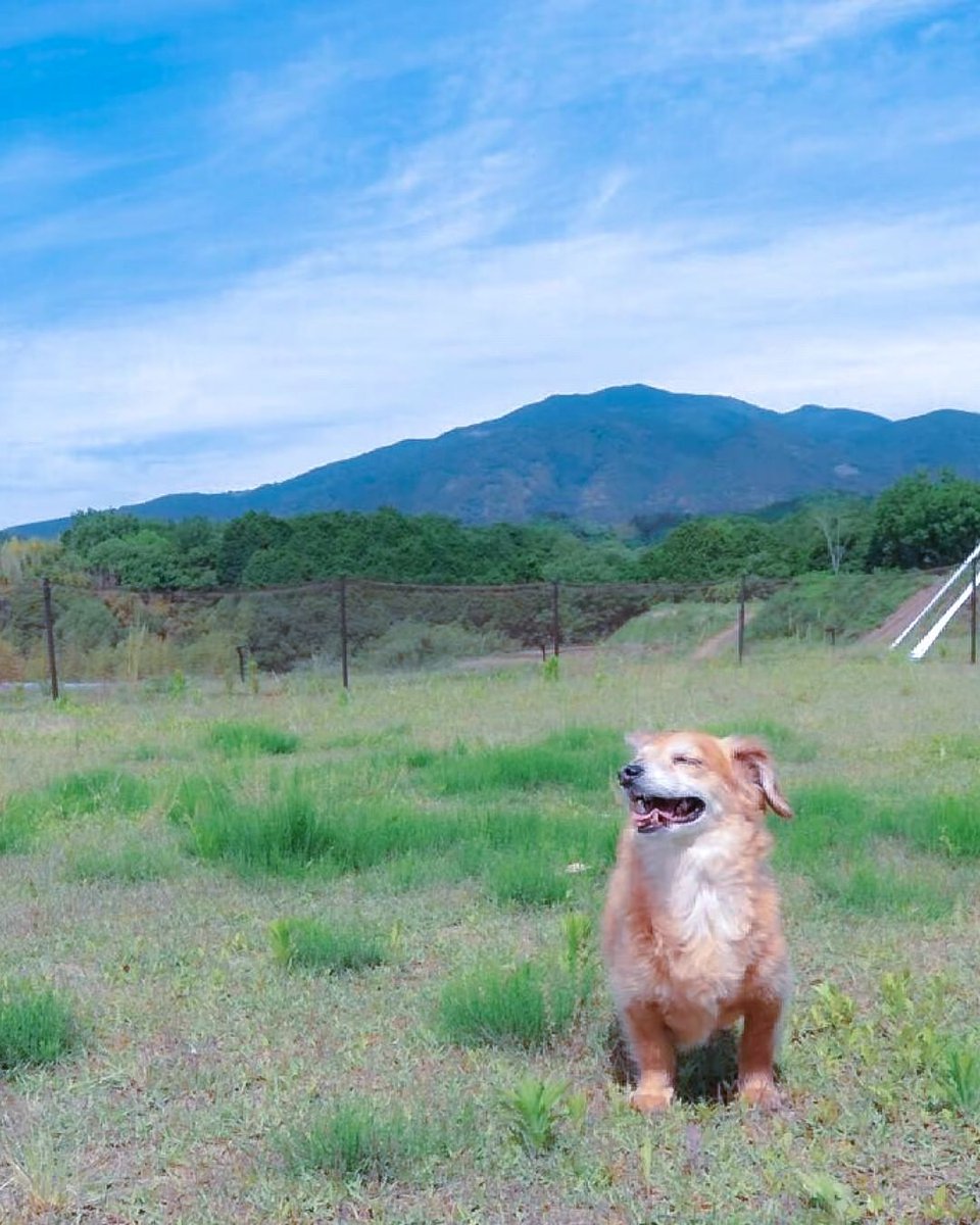 comorebi2017's tweet photo. 1日2組限定！
🐶と楽しむグランピングはいかがですか？
ドックランや足洗い場、ドックフードなど、
わんちゃんアメニティも充実しているので、
手ぶらでOKです😌❤️

#ペットグランピング
#COMOREBIグランピング
#湯布院温泉郷グランピング
#大分グランピング
#九州グランピング https://t.co/V88iREsjMd