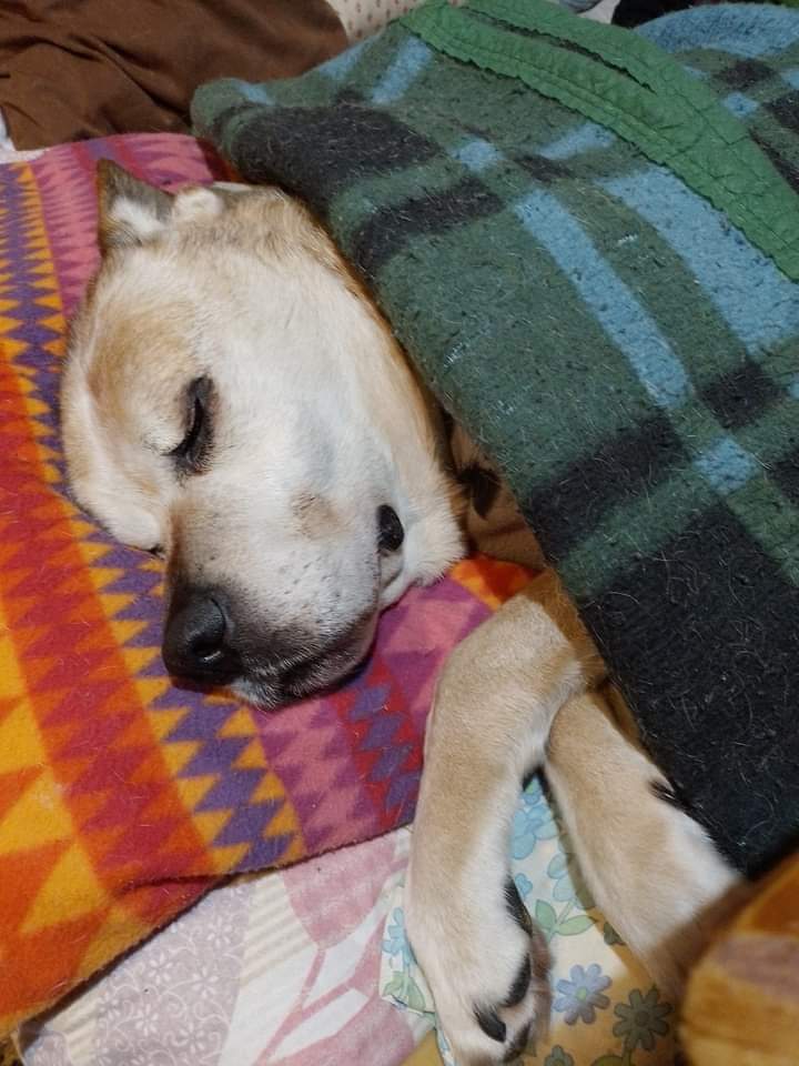 OsornoOficial's tweet photo. #Osorno

Acaba de llegar una noticia 
Muy triste para la ciudad de Osorno

Fallece  Don Luis Apolo perrito que se convirtió en una mascota a nivel ciudad
Recocido por Osorno como mascota ilustre  el cual se iso conocido en las diferentes marchas que se originaron en el estallido. https://t.co/6bp36bmvwU