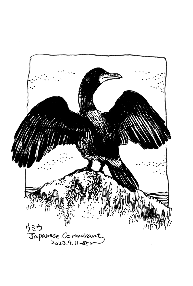 さいきん見た鳥のネットプリント、今回はウミウ描いてます。セブンでプリントできますので、よければどうぞ! 番号:29975585 期限:09/18 23:59まで