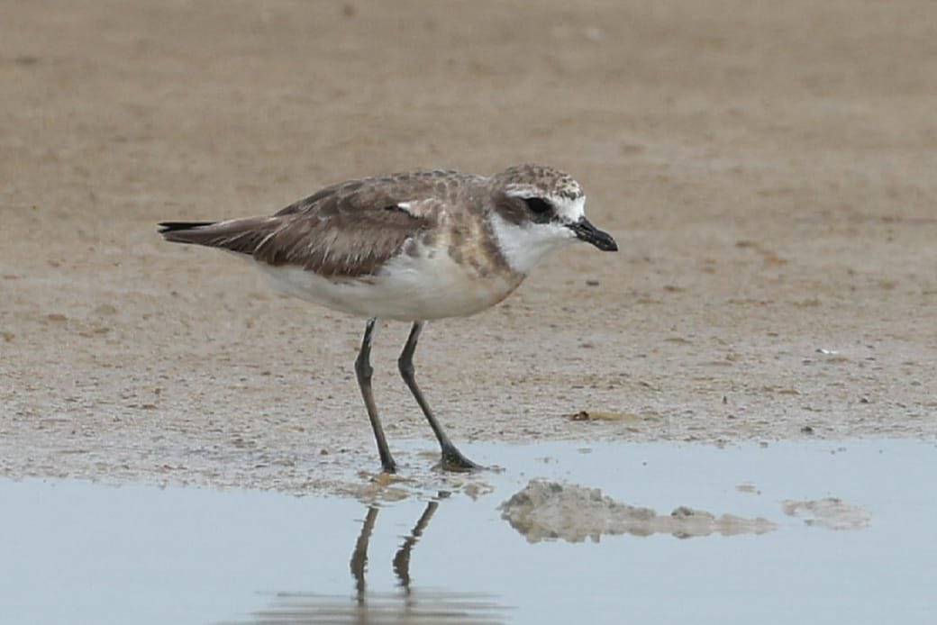 This is hard to believe even for me, but we just got another new bird for Colombia in almost exactly the same spot as yesterday’s Piping Plover 🤯

Lesser Sand-Plover (Charadrius mongolus)

Found by Steve Huggins, photo by Ryan Jones