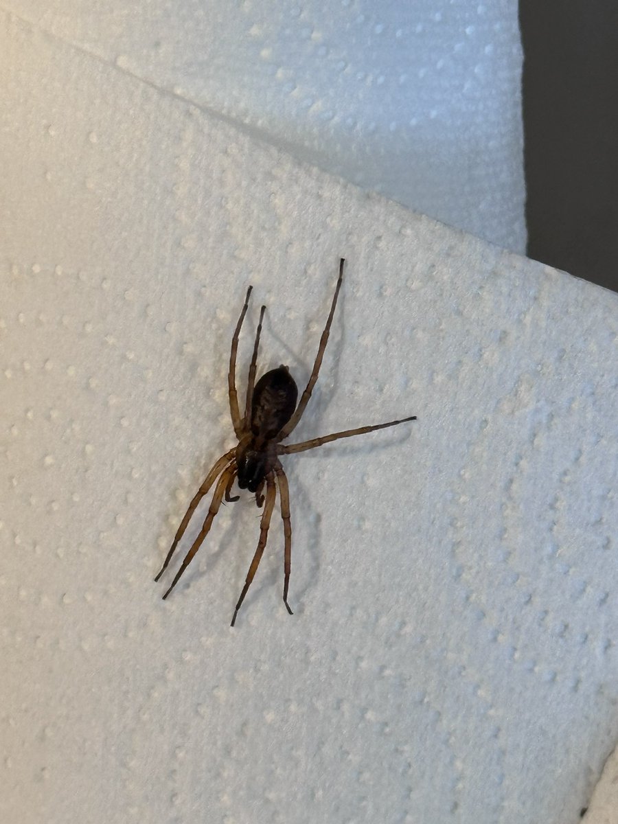 azcuemv's tweet photo. @Arachno_Cosas van ya 3 de estas que me
Encuentro en mi casa, que tipo son y son de importancia médica para humanos o perros ? https://t.co/YX1FE6KZEp