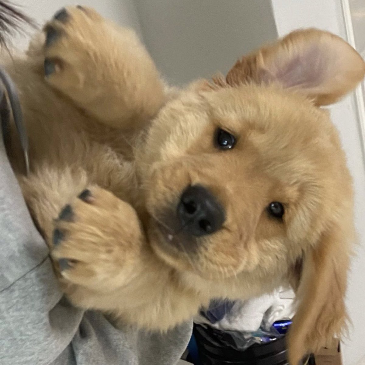 takemybear 🐶 tweet media