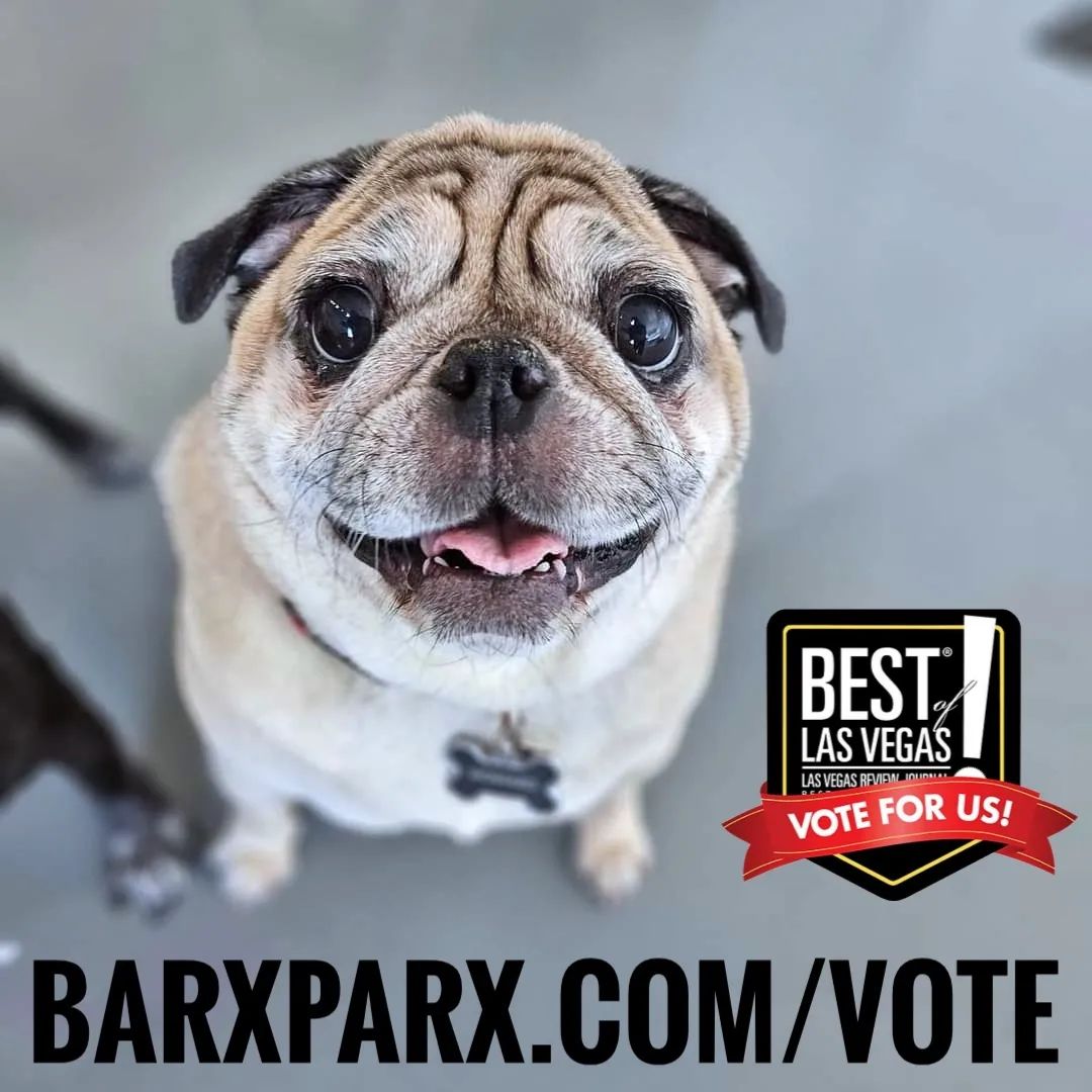 : Pretty, puggy please?? 🙏🥹

barxparx.com/vote
🗳️🗳️🗳️
Cast your votes daily
(and on every device)
for Best of Las Vegas 2023!!
💚🧡🐾

Fur-riends, we are humbled and honored to have been nominated in FO... #dogs #dogsoftwitter #dogpark #barxparx instagram.com/p/CxB-qyvPqY-/