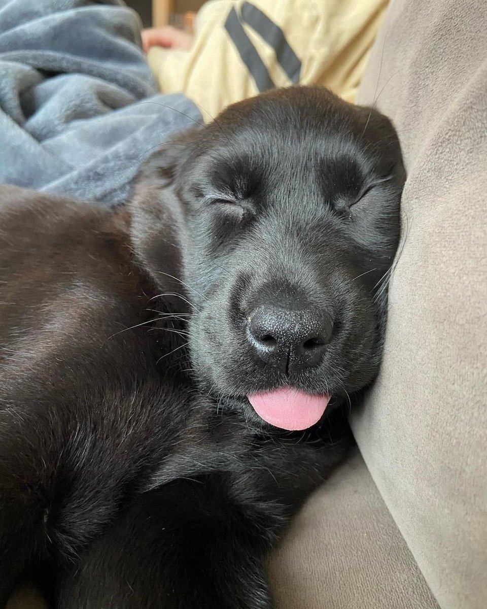 💖 (@twaniimals) on Twitter photo 