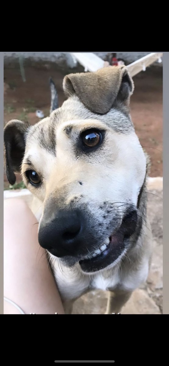 rrivas_belen's tweet photo. Me ayudan con un RT!
Se perdió mi perrita, responde al nombre de “princesa” o “prince”

En zona Fernando de la Mora zona norte .
Calle Libertad, Barrio San Miguel, zona Dylan.

Por favor si tienen información al:
0972237745 https://t.co/EAL6hYcO10